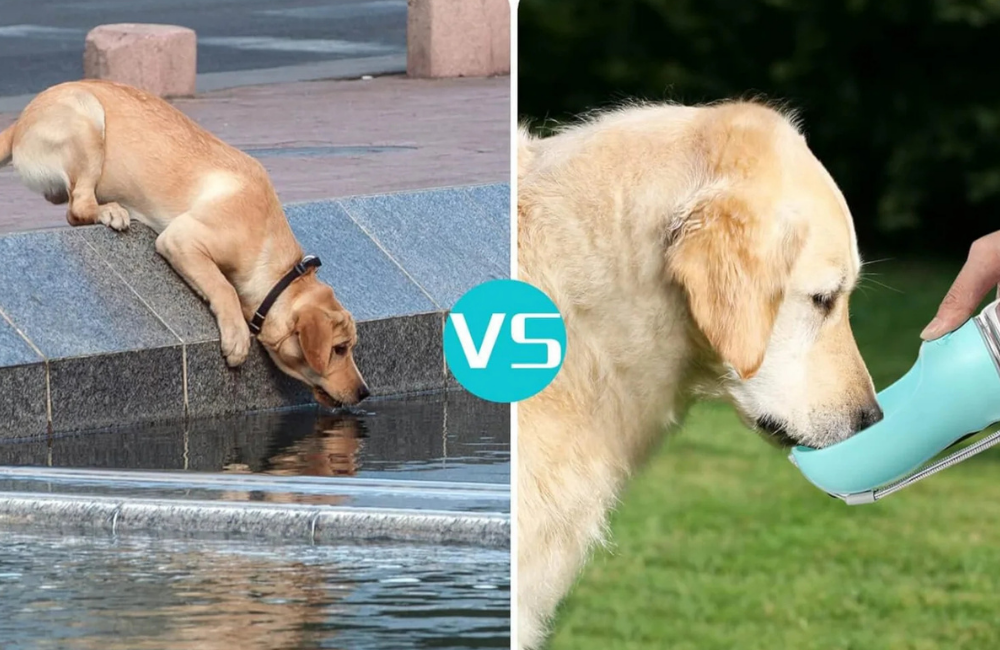 Portable Dog Water Bottle & Pet Hydration Tips for Outdoor Adventures